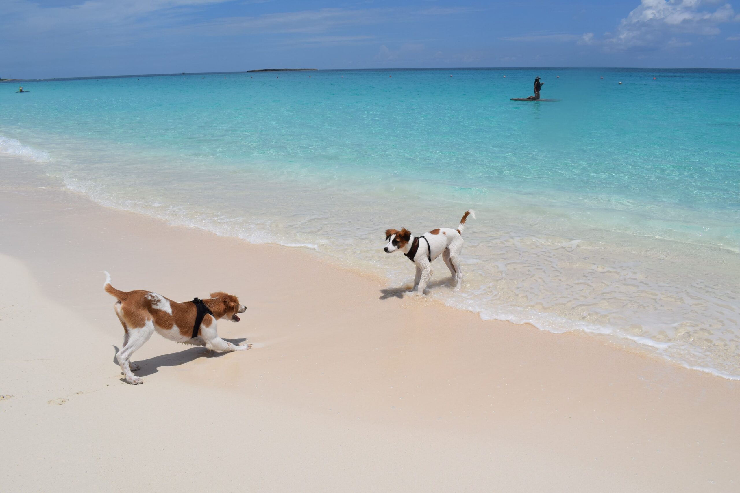 Hunde beim Spielen am Meer
